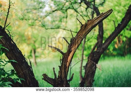 Broken Trunk Of Dry Tree On Green Bokeh Background With Copy Space. Cracked Branches And Rotten Trun