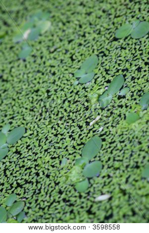 Wasserlinse
