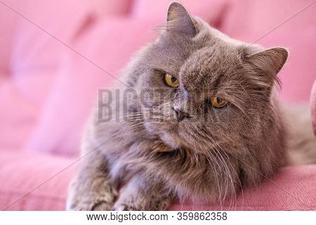 Muzzle Of Gray Big Long-haired British Cat Lies On A Pink Sofa. Concept Weight Gain During The New Y
