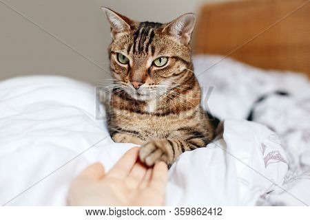 Man Giving Open Empty Hand Palm To Tabby Cat. Woman Touching Cats Paw As Sign Of Support, Compassion