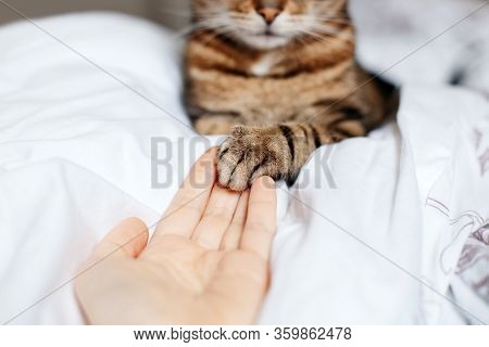 Man Giving Open Empty Hand Palm To Tabby Cat. Woman Touching Cats Paw As Sign Of Support, Compassion