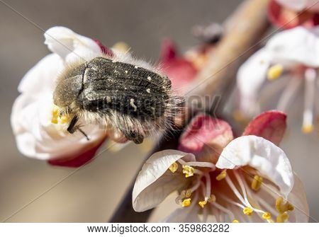 Tropinota Hirta, A Pest That Destroys The Flowering Plants, Feeds On Flowers And Buds Of Plants, Bee