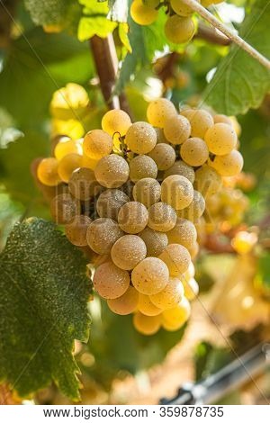 Close Up Of Berries And Leaves Of Grape-vine. Single Bunch Of Ripe Red Wine Grapes Hanging On A Vine