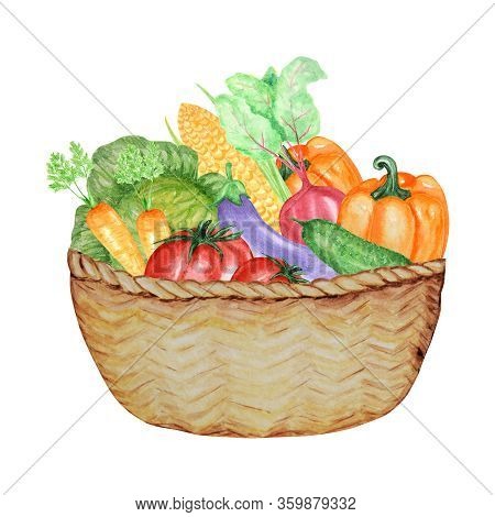 Watercolor Painted Collection Of Vegetables In Wicker Basket. Hand Drawn Fresh Food Design Elements 