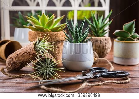 Collection of succulent plants for home deco. Gardening idea for stone garten.