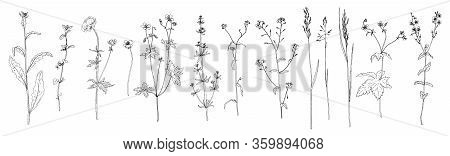 Vector Drawing Flowers, Plants And Grass, Set Of Floral Elements, Hand Drawn Illustration