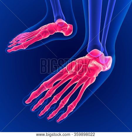 3d Illustration Human Skeleton Foot Bones Anatomy