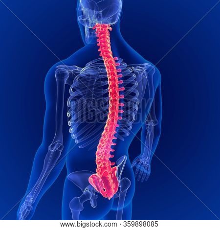 3d Illustration Human Skeleton Vertebral Column Anatomy
