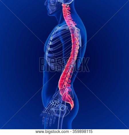 3d Illustration Human Skeleton Vertebral Column Anatomy