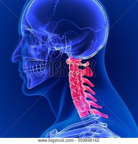 3d Illustration Human Skeleton Vertebral Column Cervical Vertebrae Anatomy
