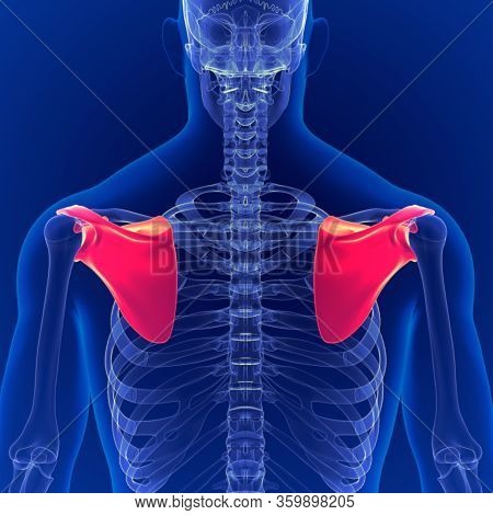 Human Skeleton System Scapula Bone Anatomy 3d Illustration