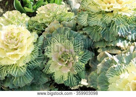 Brassica Oleracea Var. Acephala F. Tricolor. Cabbage Flower In The Flowerbed. Purple Cabbage Flower.
