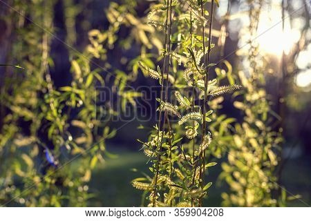 Weeping Willow Tree Foliage Against Sun. Natural Spring Background. Shallow Depth Of Field
