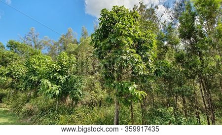 Australian Native Illawarra Flame Tree