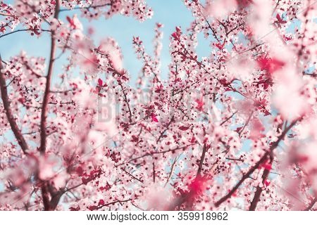 Spring Background In The Form Of Flowering Tree Branches With Pink Flowers Against A Blue Sky. Sprin