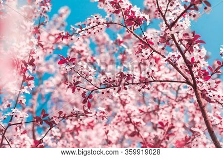 Spring Background In The Form Of Flowering Tree Branches With Pink Flowers Against A Blue Sky. Sprin