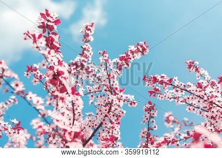 Spring Background In The Form Of Flowering Tree Branches With Pink Flowers Against A Blue Sky. Sprin