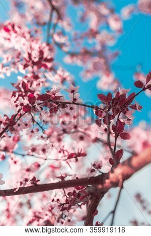Spring Background In The Form Of Flowering Tree Branches With Pink Flowers Against A Blue Sky. Sprin