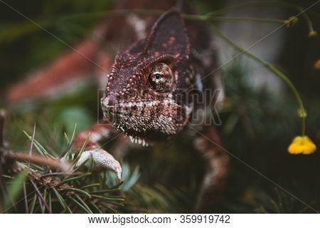 The Oustalets Or Malagasy Giant Chameleon On White