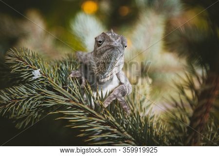 The Oustalets Or Malagasy Giant Chameleon On White