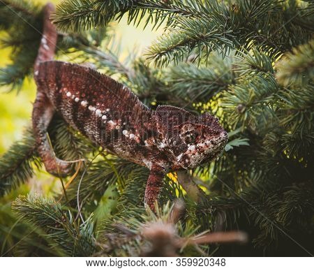 The Oustalets Or Malagasy Giant Chameleon On White