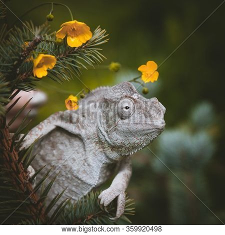 The Oustalets Or Malagasy Giant Chameleon On White