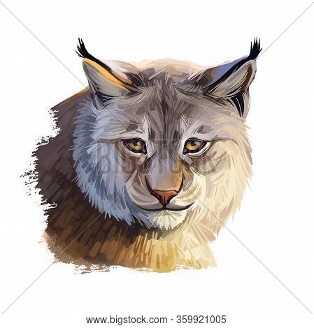 Eurasian Lynx Medium-sized Wild Cat From Europe, Central Asia And Siberia. Digital Art Illustration 