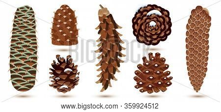 Set of Pine and Spruce Cones Isolated on White. Botanical Collection.
