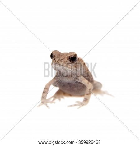Small Smooth-sided Toad Isolated On White Background