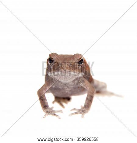 Small Smooth-sided Toad Isolated On White Background