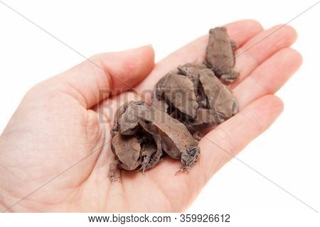 A Lot Of Small Smooth-sided Toads, Isolated On White