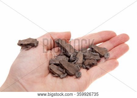 A Lot Of Small Smooth-sided Toads, Isolated On White