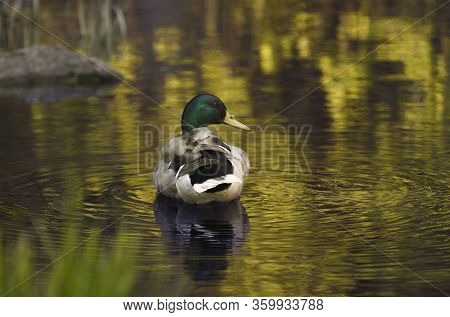 The Male Mallard (anas Platyrhynchos) Is Standing In The Pond.