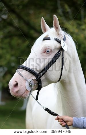 Portrait Of Perlino Or Cremello Isabelline Equine Thoroughbred Mare With Blue Eyes On Blur Foliage B