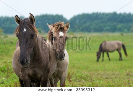 Cavalli konik nella natura in estate