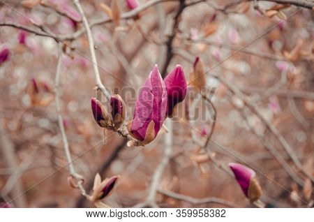 Purple Magnolia On Branches In The Park Flower