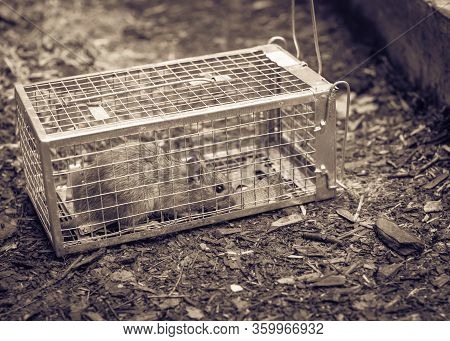 Large Rat Captured In Galvanized Steel Trap Cage Near Garden Bed In Texas, America