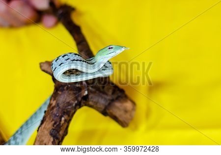 Ahaetulla Prasina. The Jade Vine Snake On A Twig. Exotic Animals In The Human Environment. Snake On 