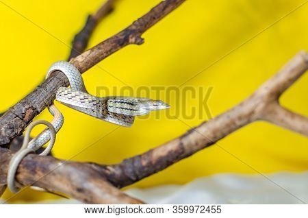 Ahaetulla Prasina. The Jade Vine Snake On A Twig. Exotic Animals In The Human Environment. Snake On 