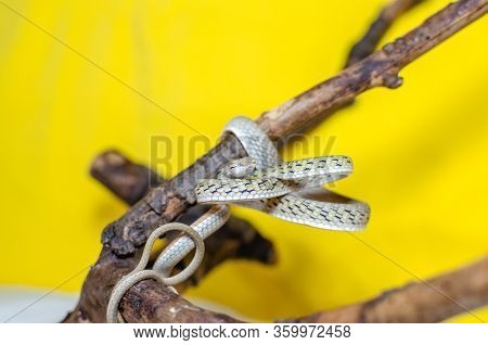 Ahaetulla Prasina. The Jade Vine Snake On A Twig. Exotic Animals In The Human Environment. Snake On 