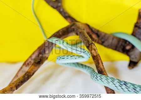 Ahaetulla Prasina. The Jade Vine Snake On A Twig. Exotic Animals In The Human Environment. Snake On 
