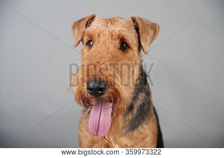 Cute Airedale Terrier Portrait In Front Of Grey Background, Airedale Terrier Studio Shoot
