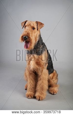 Young Airedale Terrier Sits In Front Of Grey Background, Airedale Terrier Studio Shoot