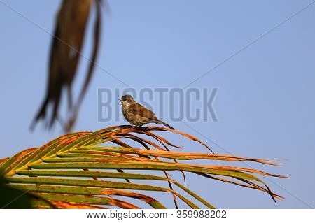 Common Tailorbird Perching On Palm Leaf, Common Tailorbird  Background, Close Up Of Common Tailorbir