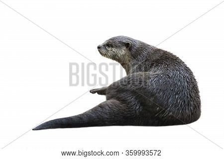 Image Of A Otter(lutrinae) Isolated On White Background. Wild Animals.