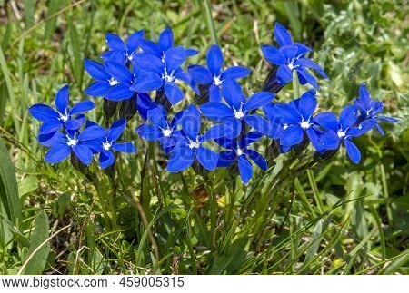 Blooming Gentiana Verna In The Summer. Flowering Blue Spring Gentian In Dolomites. Italy.