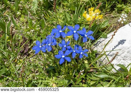 Blooming Gentiana Verna In The Summer. Flowering Blue Spring Gentian In Dolomites. Italy.