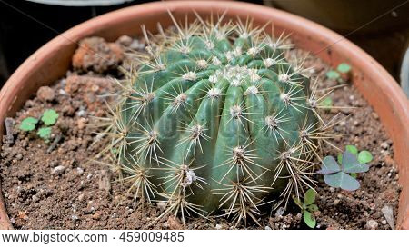 Beautiful Indoor Cactus Pot Plants Of Echinocactus Grusonii Or Kroenleinia Grusonii From A Nursery G