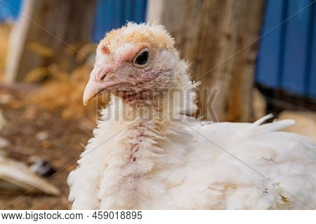 Turkey Cubs. Little Turkeys. Feeding And Caring For Birds. Poultry Farm. Village Life And Farming. T