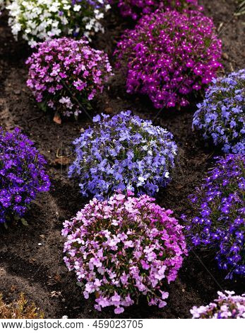 Blue Purple And Pink Lobelia Flowers In Summer Garden Border.